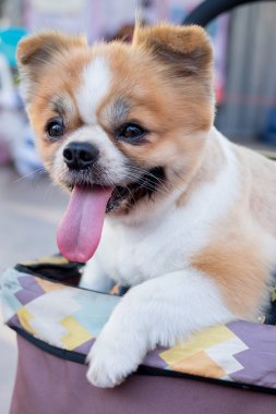 Bahçedeki Pomeranya köpeği