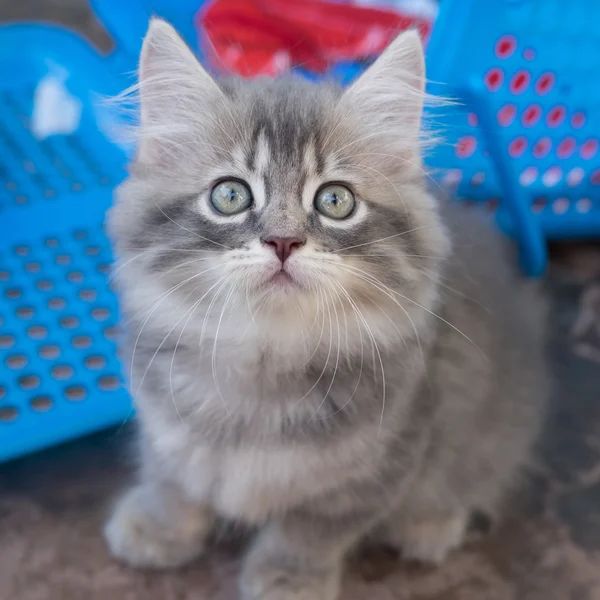 Gattino grigio in giardino — Foto Stock