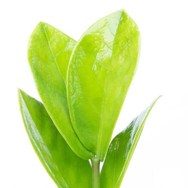 Green leaves isolated on a white background — Stock Photo, Image