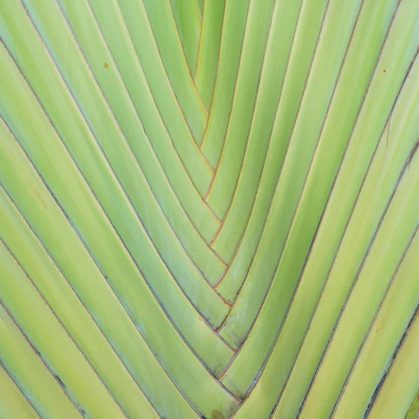 Foglia di banana in giardino — Foto Stock