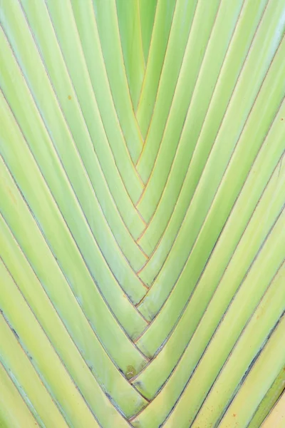 Bananblad i trädgården — Stockfoto