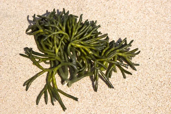 Close-up of seaweed — Stock Photo, Image