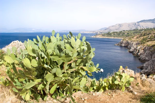 Ζιγκαρο φύση αποθεματικό — Φωτογραφία Αρχείου