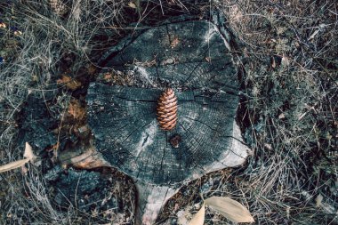 Bir kütüğe çarp. Yaz fotoğraf çekimi 2021