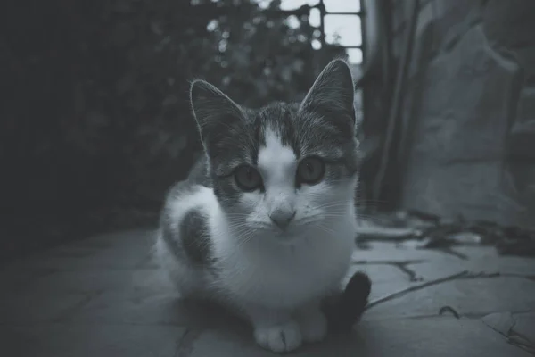 Kot na czarno-białym zdjęciu. Letnia sesja zdjęciowa 2021 — Zdjęcie stockowe