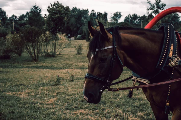 Cheval en harnais sur le fond des arbres. — Photo