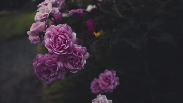 Rose rose entre autres plantes effet zoom 3d — Video