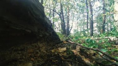 Ormanda, rüzgar güneşli havada yeşilliklerin arasında hareket eder.