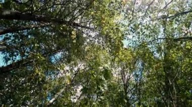 Ormanda, rüzgar güneşli havada ağaçların arasında eser.