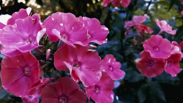 Close-up van een bloem. Roze bloemen. — Stockvideo