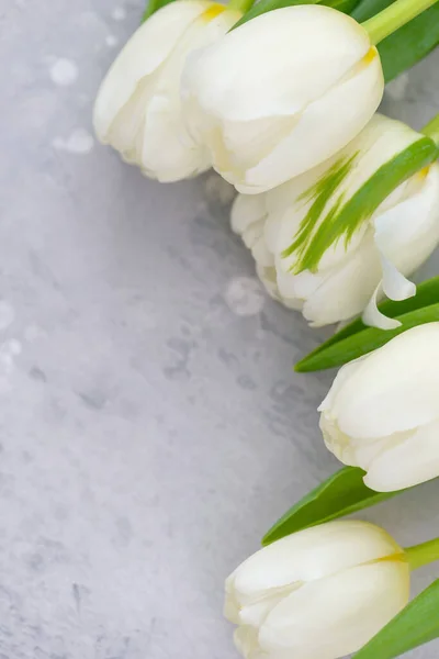 Białe Piękne Tulipany Przestrzenią Kopiowania Dzień Matki Pozdrowienia — Zdjęcie stockowe