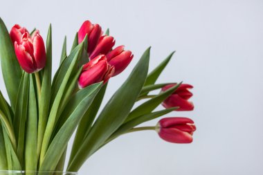 Portre renkli kırmızı lale