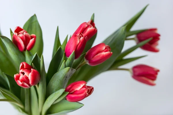 Zbliżenie kolorowe czerwone tulipany — Zdjęcie stockowe