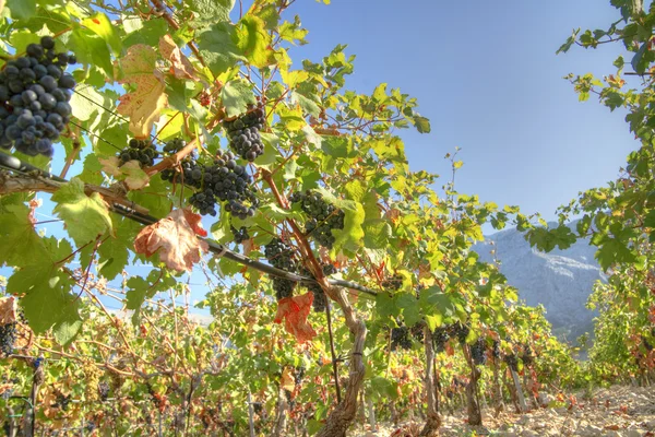 Linhas de uvas — Fotografia de Stock