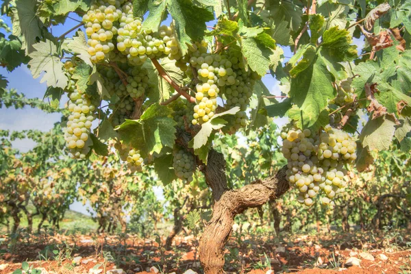 Linhas de uvas — Fotografia de Stock