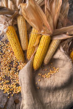 Kurutulmuş mısır mısır koçanı