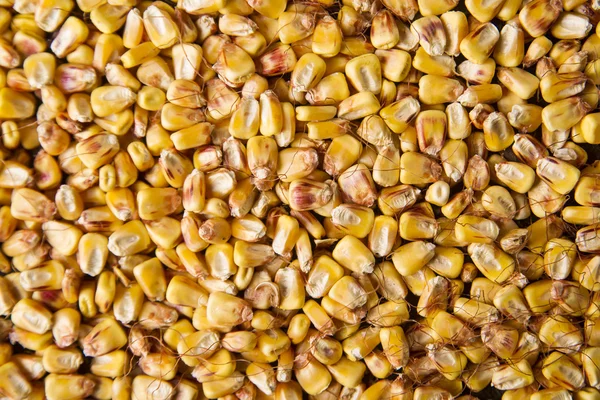 Haricots secs maïs — Photo