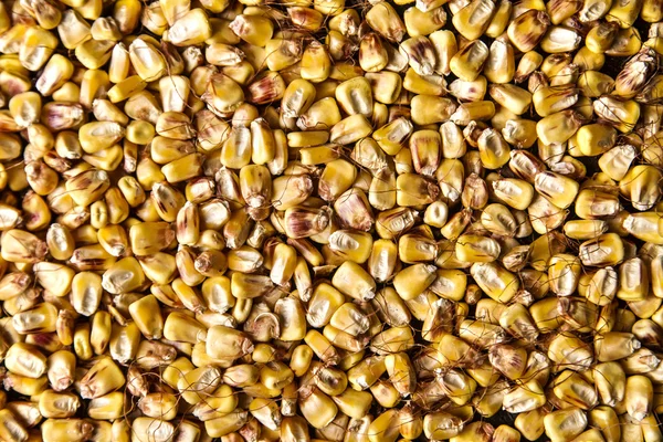 Haricots secs maïs — Photo