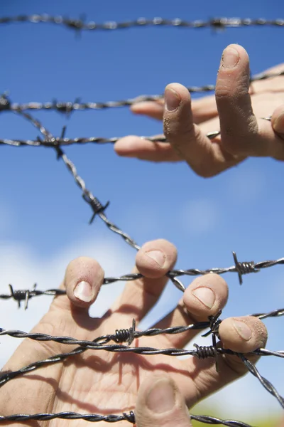 Hands in barbed wire — Stock Photo, Image