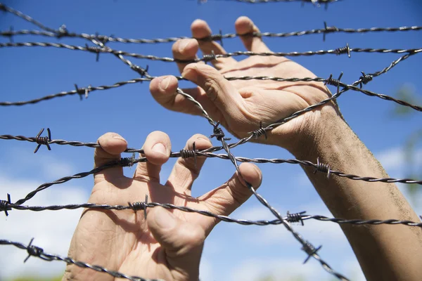 Hands in barbed wire — Stock Photo, Image