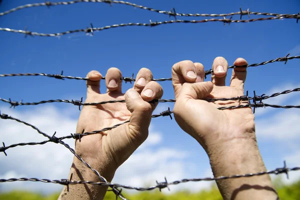 Hands in barbed wire — Stock Photo, Image