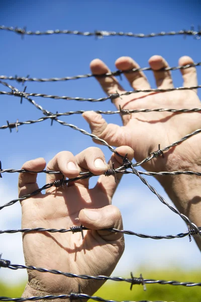 Hands in barbed wire — Stock Photo, Image