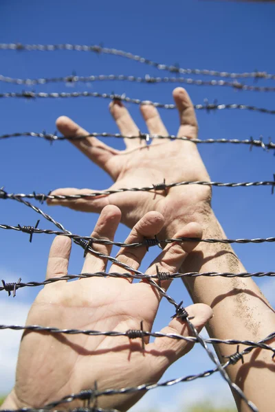 Hands in barbed wire — Stock Photo, Image