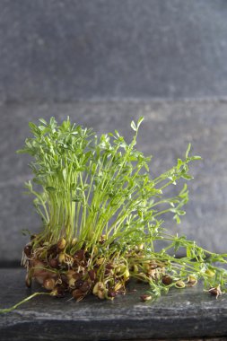 Küçük mercimek lahanası