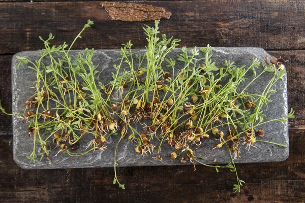 Small lentil sprouts — Stock Photo, Image