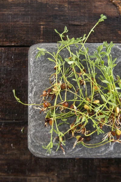 Small lentil sprouts — Stock Photo, Image