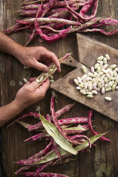 Concha los frijoles rojos — Foto de Stock