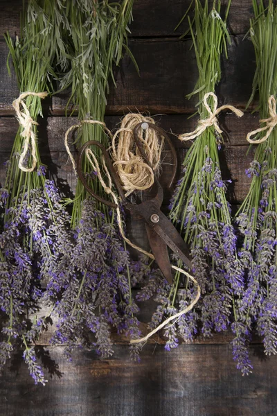 Bouquet de fleurs de lavande — Photo