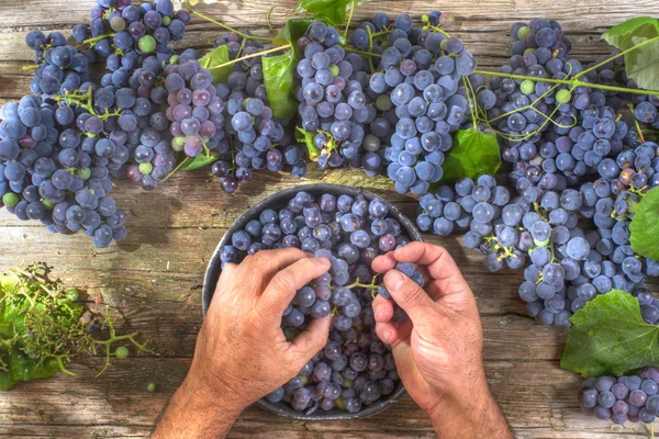 Grãos de uvas pretas — Fotografia de Stock