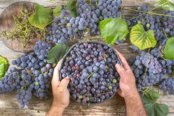 Grãos de uvas pretas — Fotografia de Stock