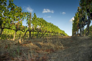 satır Vines