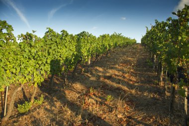 satır Vines