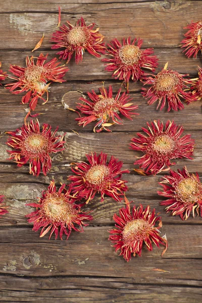 Kleine gedroogde bloemen — Stockfoto