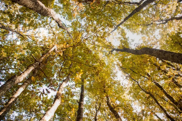 Φωτογραφική Αναπαράσταση Δάσους Οξιάς Χειμώνα Που Λαμβάνεται Από Κάτω — Φωτογραφία Αρχείου
