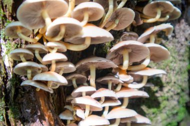 Ormanaltı ormanlarından sonbaharda üretilen bir grup mantarın fotografik temsili