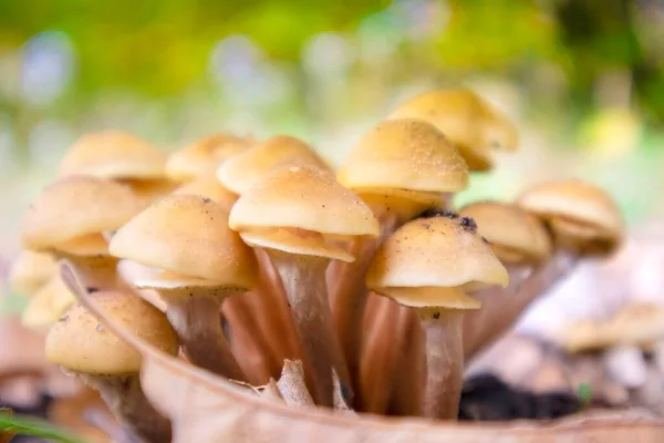 Photographic Representation Group Mushrooms Produced Autumn Undergrowth — Stock Photo, Image