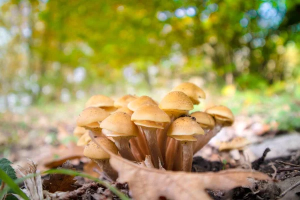 가을에 덤불에서 버섯들의 — 스톡 사진