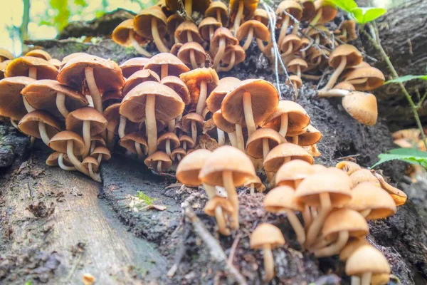 가을철에 덤불에서 버섯류의 — 스톡 사진