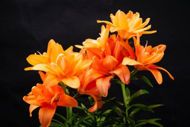 Lilium çiçeğinin turuncu renkli fotoğraf sunumu.