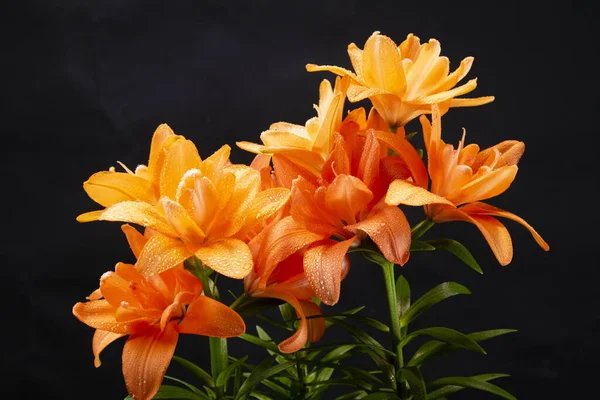 Presentazione Fotografica Del Fiore Lilium Nella Varietà Arancione — Foto Stock