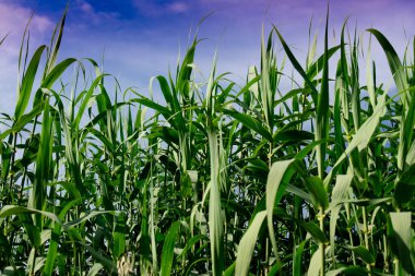 Photo shoot of a group of green reeds in the summer season 