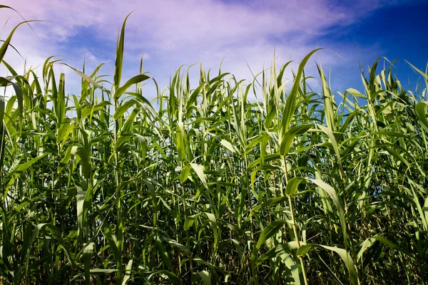 Photo Shoot Group Green Reeds Summer Season — Stock Photo, Image