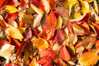 Sonbahar mevsiminde hurma ağacının yapraklarının rengi