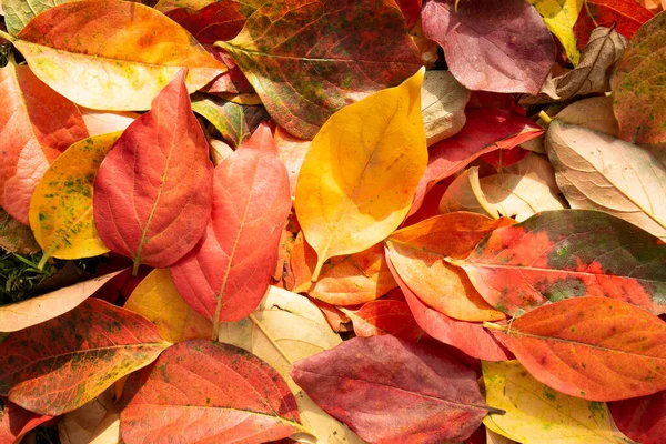 五彩斑斓树的叶子在秋天的颜色 — 图库照片