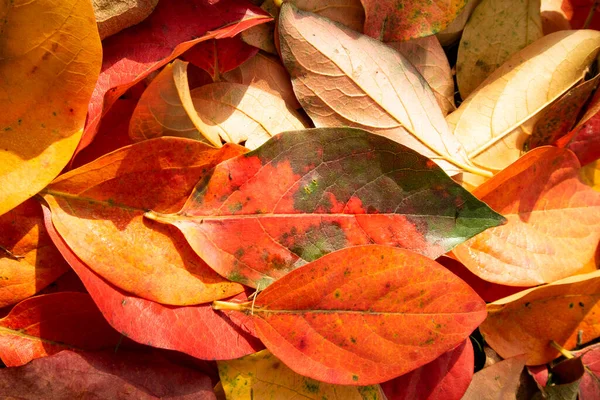 Kolor Listowia Persimmon Drzewa Autumn Porze — Zdjęcie stockowe