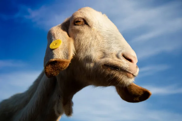 Photo Reproduction Head Ionian Goat Italian Origin — Stock Photo, Image